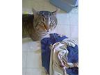 Adopt Haggerty a Brown Tabby Domestic Shorthair (short coat) cat in Flintstone