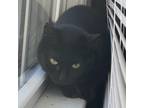 Adopt Cholula a All Black Domestic Shorthair / Mixed cat in Lynchburg