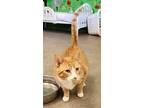 Adopt Twix a Orange or Red Domestic Shorthair / Domestic Shorthair / Mixed cat