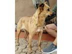 Adopt Rose a Tan/Yellow/Fawn - with Black Belgian Shepherd / Black Mouth Cur /