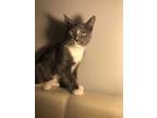 Adopt Harry a Gray or Blue (Mostly) Domestic Shorthair (short coat) cat in East