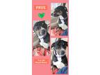 Adopt Prue a Black - with Tan, Yellow or Fawn Labrador Retriever / Hound