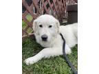 Adopt Ghost a White Great Pyrenees / Mixed dog in Pittsburgh, PA (37321197)