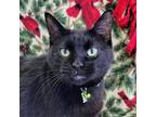 Adopt George a All Black Domestic Shorthair / Mixed cat in SHERIDAN