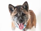 Adopt Luna a Red/Golden/Orange/Chestnut - with White Akita / Mixed dog in San