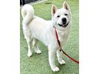 Adopt Pearl a White Akita / Mixed dog in San Francisco, CA (37322664)