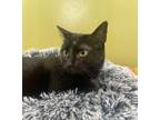 Adopt Maze a All Black Domestic Mediumhair / Domestic Shorthair / Mixed cat in