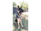 Adopt Donner a Brown/Chocolate - with Black German Shepherd Dog / Mixed dog in