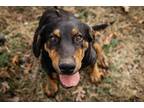 Adopt Cinder a Black - with Tan, Yellow or Fawn Coonhound / Mixed dog in