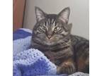 Adopt Lovey *Courtesy Post* a Brown Tabby Domestic Shorthair (short coat) cat in