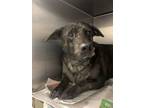 Adopt Lee a Black Basset Hound / Mixed dog in Baton Rouge, LA (37547400)