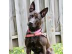 Adopt Blue a Black Shepherd (Unknown Type) / Mixed dog in Hastings