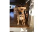 Adopt Mabel a Red/Golden/Orange/Chestnut Terrier (Unknown Type