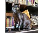 Adopt Sailor Moon a All Black Domestic Shorthair (short coat) cat in