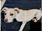Adopt Jolie a White - with Tan, Yellow or Fawn Bull Terrier / Mixed Breed