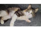 Adopt Macie a Calico or Dilute Calico Calico (medium coat) cat in Yuba City