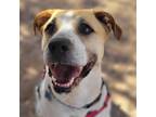 Adopt Junie a Tan/Yellow/Fawn Pit Bull Terrier / Great Pyrenees / Mixed dog in