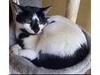 Adopt Valentina a Domestic Shorthair / Mixed (short coat) cat in Buford