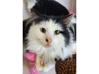 Adopt Fallon a White Domestic Longhair / Mixed cat in Bolivar, MO (37450831)