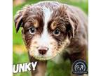 Miniature Australian Shepherd Puppy for sale in Riverbank, CA, USA