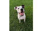 Joey, American Staffordshire Terrier For Adoption In Richmond, Texas