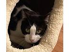 Albita, Domestic Shorthair For Adoption In West Palm Beach, Florida