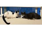 Adopt Ziggy & Stardust a Domestic Short Hair