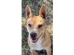 Adopt Luna a Carolina Dog