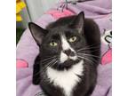 Adopt Magic a Domestic Short Hair, Tuxedo