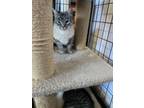 Adopt SIlver a Domestic Medium Hair