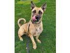 Adopt Jolie a German Shepherd Dog, Cattle Dog