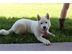 Akita Puppy for sale in Kansas City, MO, USA