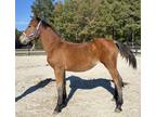 Percheron Belgian filly