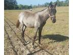 Blue Roan Gaited Filly