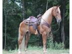  [url removed] REGISTERED SORREL TWH GELDING