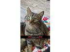 Adopt Luna a Tabby