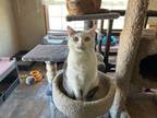 Adopt Kari Ari a Domestic Short Hair