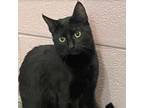 Adopt Subaru a Domestic Short Hair