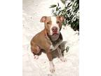 Adopt Ramona - URGENT a Pit Bull Terrier