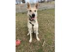 Adopt Molly a German Shepherd Dog