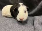 Adopt Pumpkin(w/Pie) a Guinea Pig