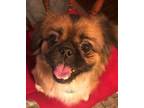 Adopt Luann has been adopted! a Pekingese