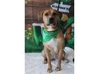 Adopt Coco a Labrador Retriever