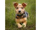 Adopt Peppermint Patty a Corgi, Yorkshire Terrier
