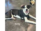 Adopt Kirby a Great Dane, Border Collie