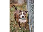 Adopt Octavia in Norton VA a Pit Bull Terrier
