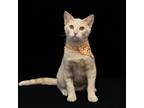 Adopt French Toast a Domestic Short Hair