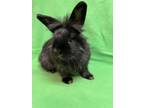 Adopt Fancy a Lionhead