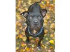 Adopt anya a American Staffordshire Terrier