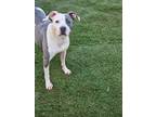 Adopt mary jane a Pit Bull Terrier